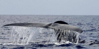Balena di 200 anni in Groenlandia: “È nata prima della guerra civile americana”