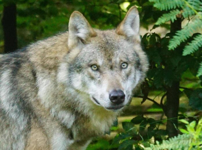Bambini azzannati a Noicattaro, nuovi avvistamenti del lupo: scatta la caccia anche con i droni