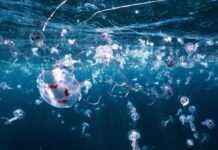 Bimbi in vacanza tra caldo record e punture di zecche e meduse, i consigli dell’esperta: “Ecco quando andare in ospedale”