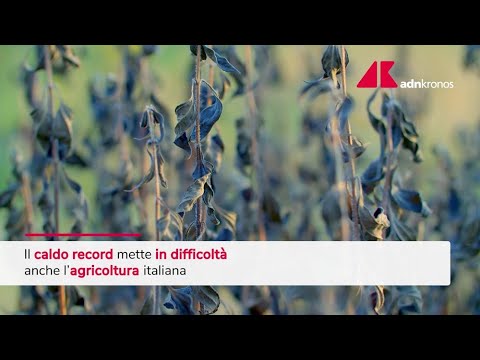 Caldo record taglia produzione ortofrutta