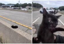 “C’è un gatto in autostrada”, l’operazione di salvataggio (riuscita) a New York