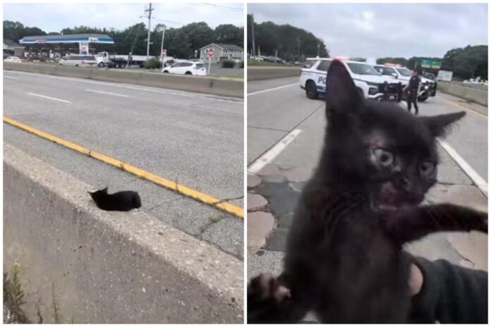 “C’è un gatto in autostrada”, l’operazione di salvataggio (riuscita) a New York