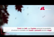 Cimici dei letti, in estate aumenta possibilità contatto