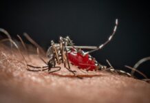 Cos’è la malaria, la ‘febbre palustre’ portata dalle zanzare che ora spaventa la Germania