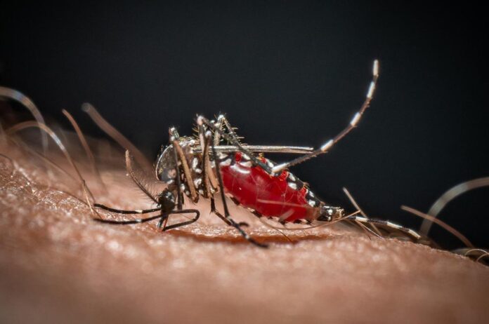 Cos’è la malaria, la ‘febbre palustre’ portata dalle zanzare che ora spaventa la Germania