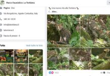 Cucciolo di ocelot al Parco Faunistico La Torbiera, il lieto evento vola sul web