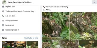 Cucciolo di ocelot al Parco Faunistico La Torbiera, il lieto evento vola sul web