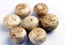 Da funghi champignon possibile azione anti-cancro prostata, si studia meccanismo