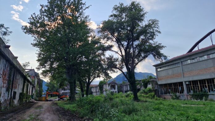 Ex Lanerossi Alberi Ex Lanerossi Alberi bonifica