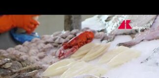 Fermo pesca in tutto l’Adriatico, lo stop fino al 29 settembre pesca nell’Adriatico e missione europea in Veneto
