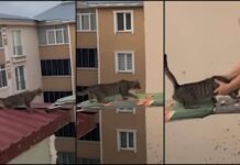 Gatto in pericolo su un tetto, il ‘salvataggio’ con… un’asse da stiro