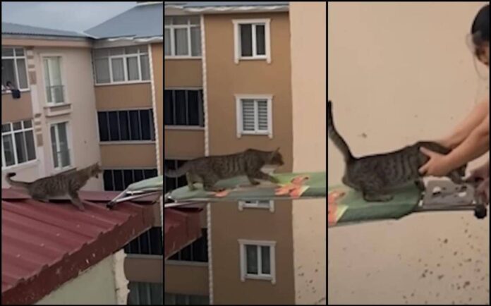 Gatto in pericolo su un tetto, il ‘salvataggio’ con… un’asse da stiro