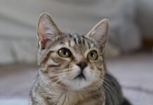 Gatto scompare per 10 anni, poi si presenta… al compleanno della padrona