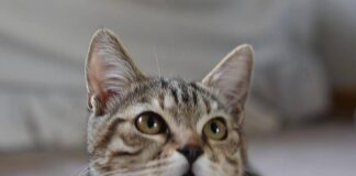Gatto scompare per 10 anni, poi si presenta… al compleanno della padrona
