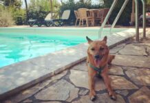 Giornata internazionale del cane, i consigli per viaggiare pet-friendly in Italia e all’estero