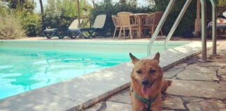 Giornata internazionale del cane, i consigli per viaggiare pet-friendly in Italia e all’estero