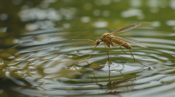 west nile