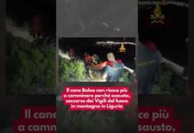Il cane Baloo non riesce più a camminare perché esausto, soccorso dai Vigili del fuoco in montagna