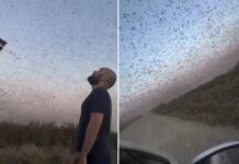 Invasione record di locuste, milioni di insetti oscurano il cielo. E il web grida alla ‘piaga biblica’