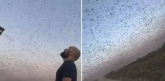 Invasione record di locuste, milioni di insetti oscurano il cielo. E il web grida alla ‘piaga biblica’