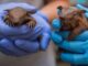 Lebbra, casi in aumento in Florida e l’armadillo torna sotto i riflettori