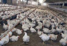 Meglio il pollo con pelle bianca o gialla? L’allevatore sfata un falso mito