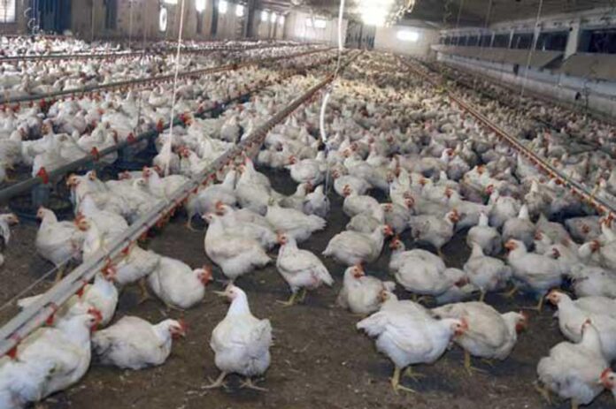 Meglio il pollo con pelle bianca o gialla? L’allevatore sfata un falso mito