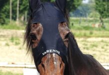 Morto Varenne, il più grande cavallo trottatore di tutti i tempi: aveva 31 anni