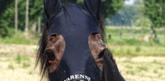 Morto Varenne, il più grande cavallo trottatore di tutti i tempi: aveva 31 anni