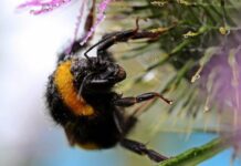 Morto dopo la puntura di un calabrone, cosa fare subito: cosa dice l’allergologa