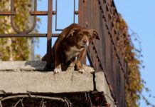 No a cani e gatti su balconi, scantinati, terrazze e cortili: la nuova legge in Spagna