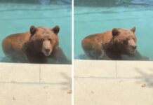 Orso si intrufola in un’abitazione privata per… un tuffo in piscina – Il video