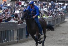 Palio Siena, notte tranquilla in ospedale per Tittia: condizioni in miglioramento