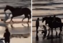 Paura per Belen, l’incidente con il cavallo: “Ho fatto una capriola tipo Dragon Ball”