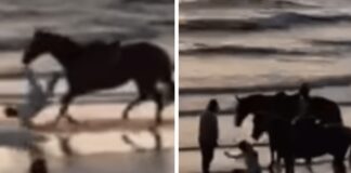 Paura per Belen, l’incidente con il cavallo: “Ho fatto una capriola tipo Dragon Ball”