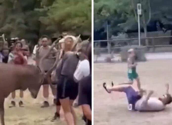 Prova a toccare un cervo e viene ‘caricato’: il video virale