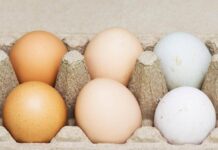 Uova bianche o marroni, quali sono migliori? Ecco cosa dice la scienza