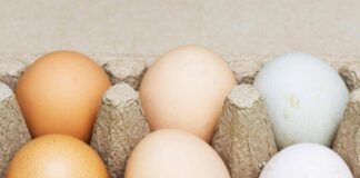 Uova bianche o marroni, quali sono migliori? Ecco cosa dice la scienza