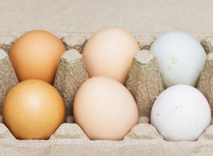 Uova bianche o marroni, quali sono migliori? Ecco cosa dice la scienza
