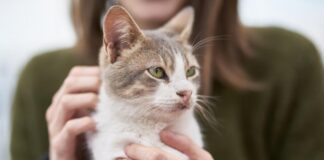 Vacanza gratis in Grecia… ma badando ai gatti randagi: l’annuncio ‘di lavoro’