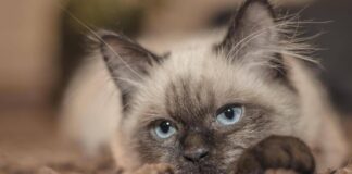 Vitto e alloggio gratis sull’isola greca, bisogna ‘solo’ occuparsi dei gatti