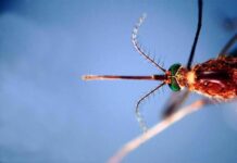 West Nile, Asl Teramo registra primo caso 2026 in Abruzzo: 85enne in buone condizioni