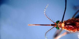 West Nile, Asl Teramo registra primo caso 2026 in Abruzzo: 85enne in buone condizioni