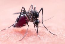West-Nile terzo caso nel vicentino, il primo dell’Ulss 7 Pedemontana che chiede ai comuni di sensibilizzare i cittadini west nile