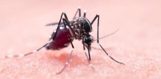 West-Nile terzo caso nel vicentino, il primo dell’Ulss 7 Pedemontana che chiede ai comuni di sensibilizzare i cittadini west nile