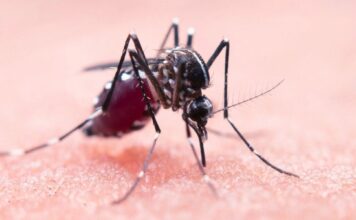 West-Nile terzo caso nel vicentino, il primo dell’Ulss 7 Pedemontana che chiede ai comuni di sensibilizzare i cittadini west nile