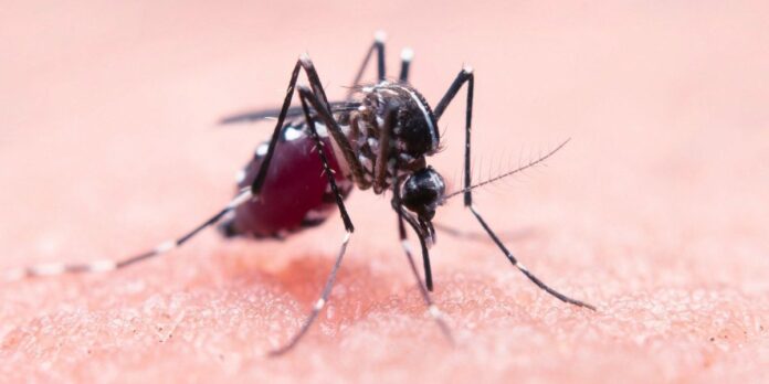 west nile west nile