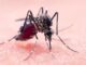 West-Nile terzo caso nel vicentino, il primo dell’Ulss 7 Pedemontana che chiede ai comuni di sensibilizzare i cittadini west nile