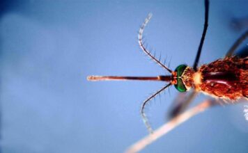 West Nile, infezioni in crescita: 312 casi confermati e 13 decessi da inizio anno