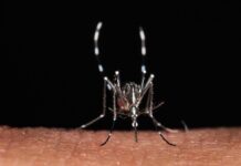 Zanzare, a scatenarle non è solo il caldo: un mix di fattori le ‘accende’